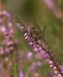 Female_Common_Darter